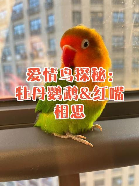 我的世界鹦鹉当上国王后续故事