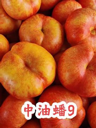 中蟠9号蟠桃简介缩略图