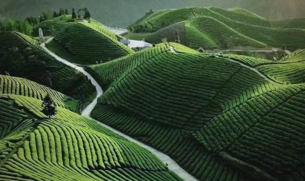 茶树缩略图
