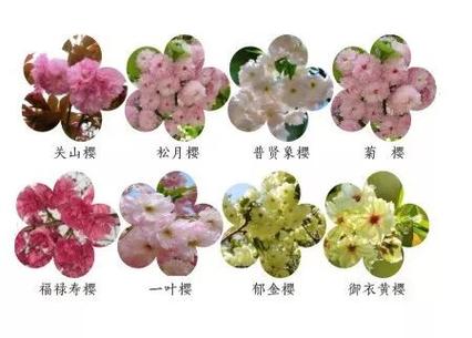 17种常见樱花品种介绍缩略图