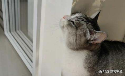 猫咪一直在墙边蹭头图标