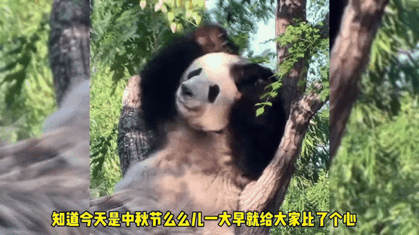 熊猫像猫一样