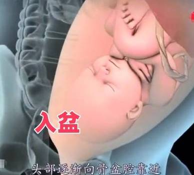 鲨鱼娘生孩子全过程缩略图