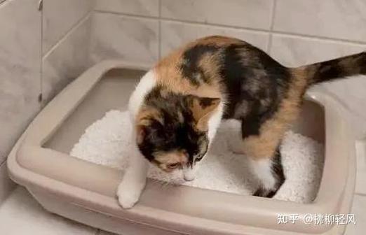 猫咪最近怎么进不去缩略图