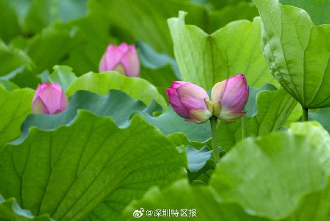 深圳一公园惊现多株并蒂莲缩略图