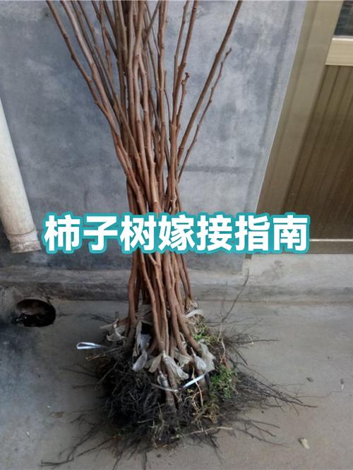 柿子树嫁接方法和时间缩略图