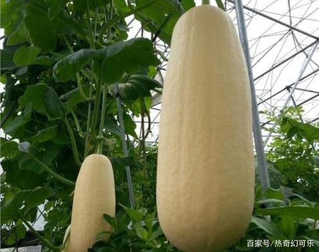 100种瓜类游戏截图