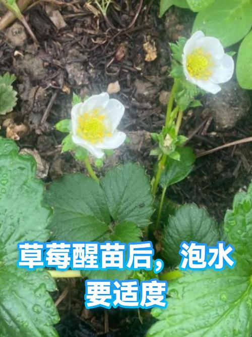 种草莓需要泡水吗缩略图