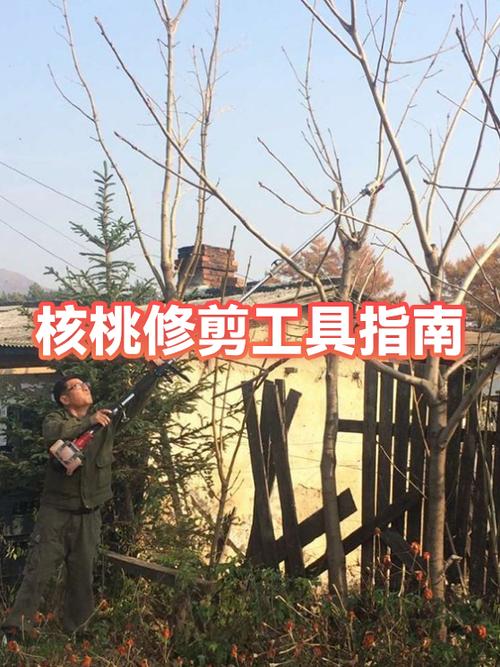 核桃树需要剪枝吗缩略图