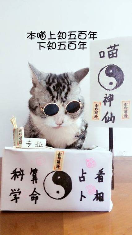 算命猫丢了在哪个方位