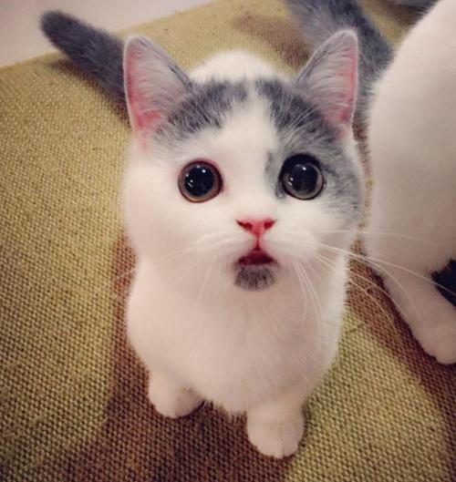 超级可爱的猫咪表情包缩略图