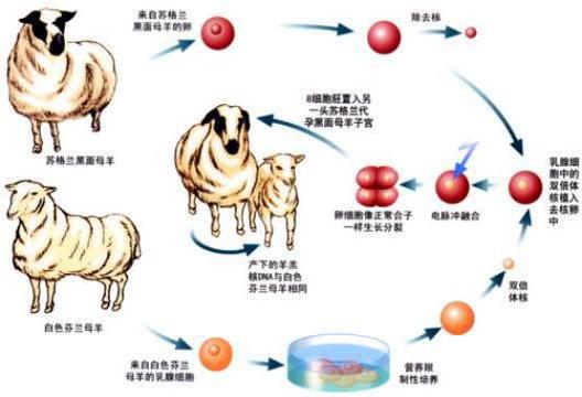 克隆缩略图
