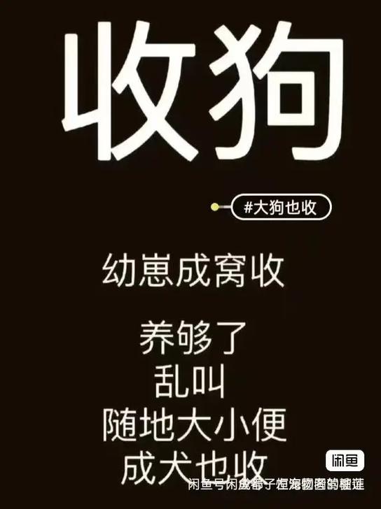 狗上门不走,预示着什么