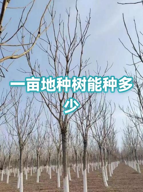 种树多少钱一棵缩略图