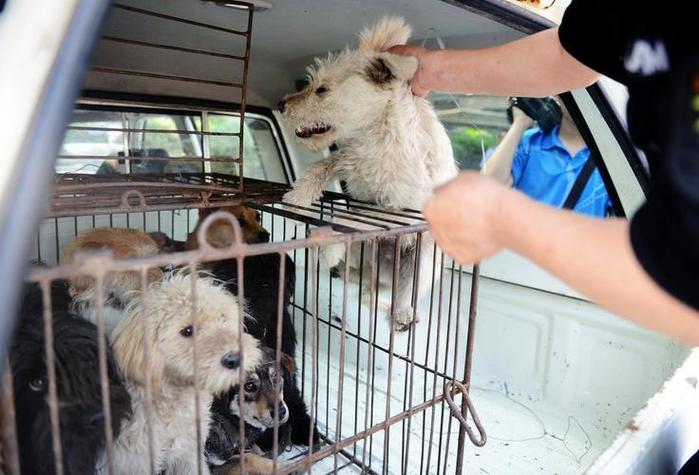 捕狗达人