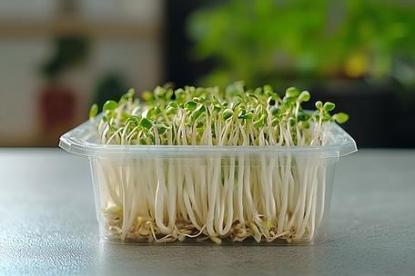 豆芽菜盒子缩略图