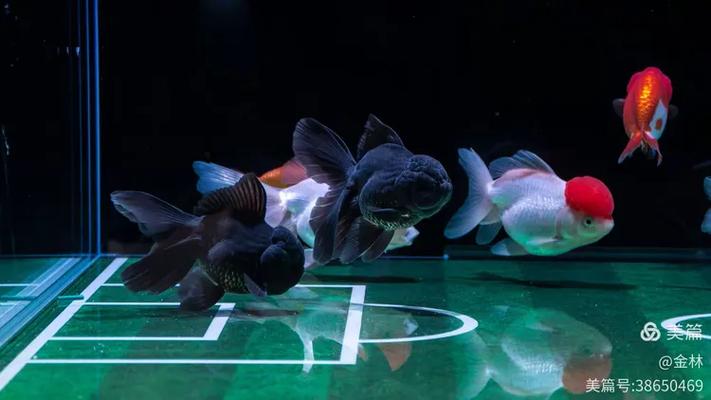 中国最大的水族论坛缩略图