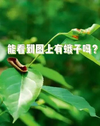 华为手机怎样隐藏手机软件图标缩略图
