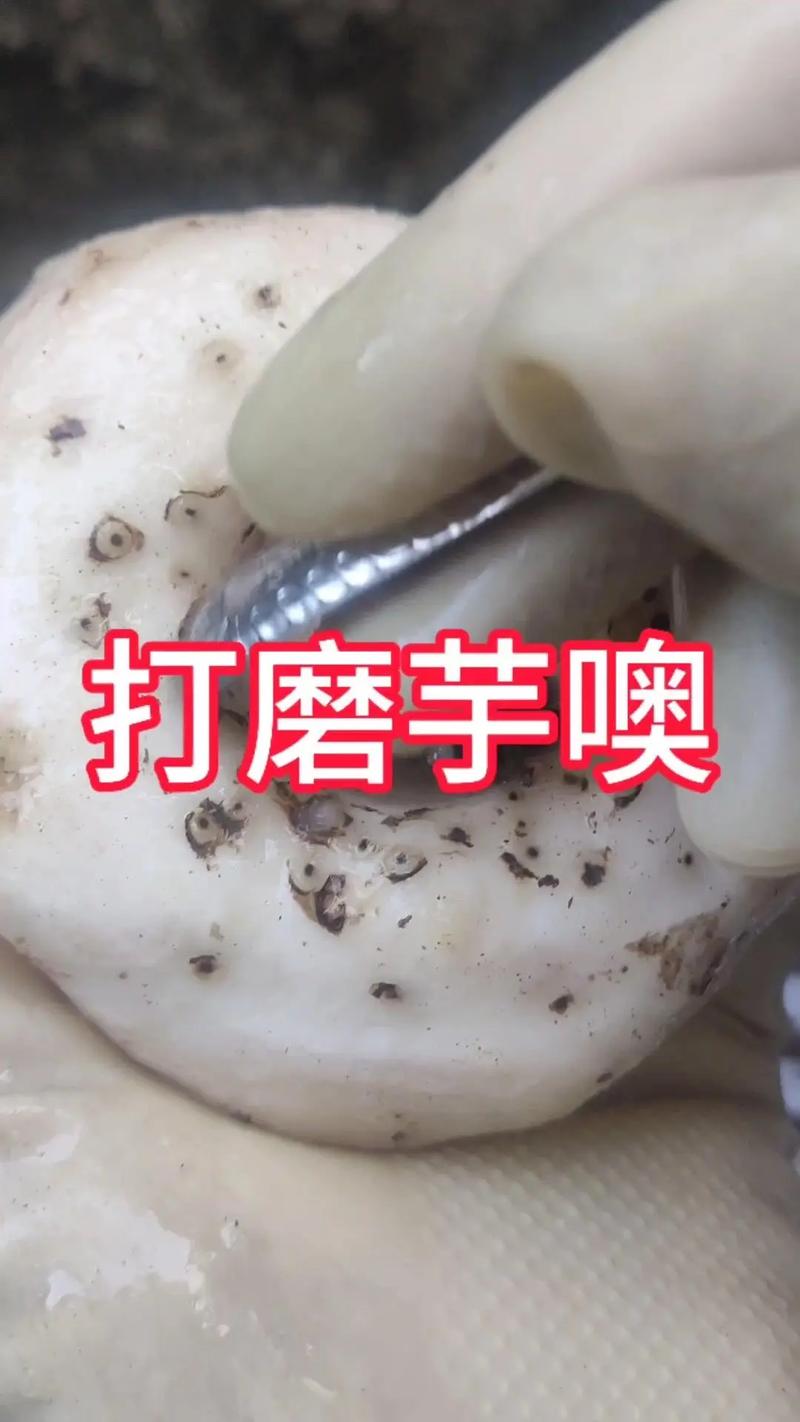 新鲜魔芋制作方法