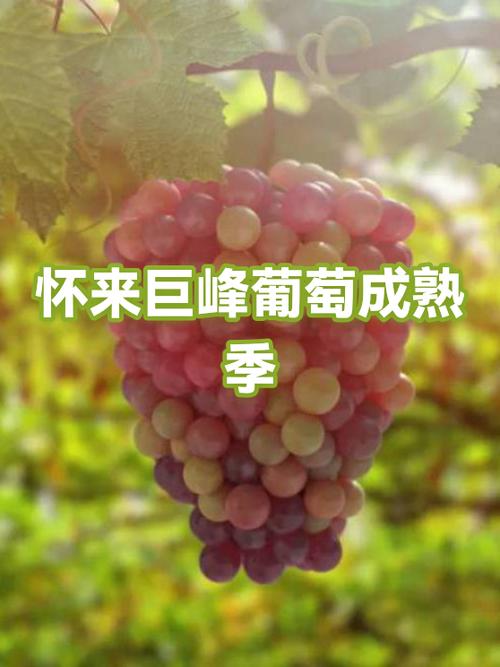 怀来哪里葡萄最好吃图标