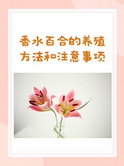 百合花的种植和养殖方法图标