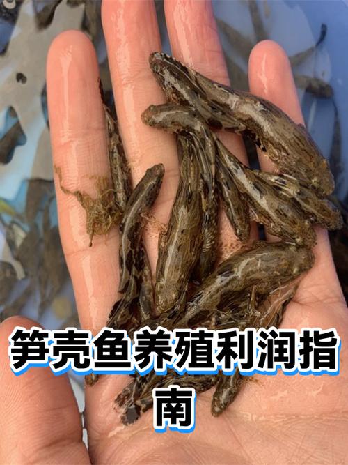 什么鱼好养又利润大图标