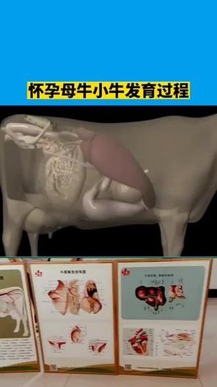 小牛生长缓慢是什么原因