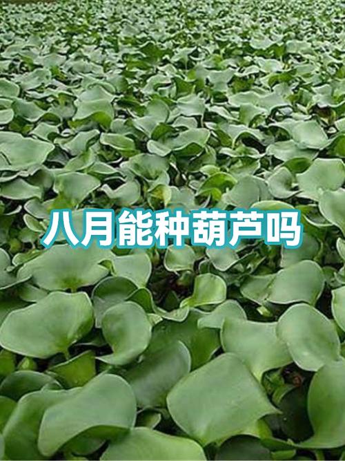 葫芦籽放了8年还能种吗图标