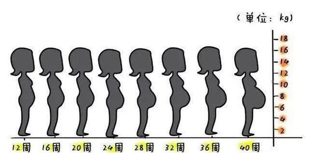 孕期腹部变化图