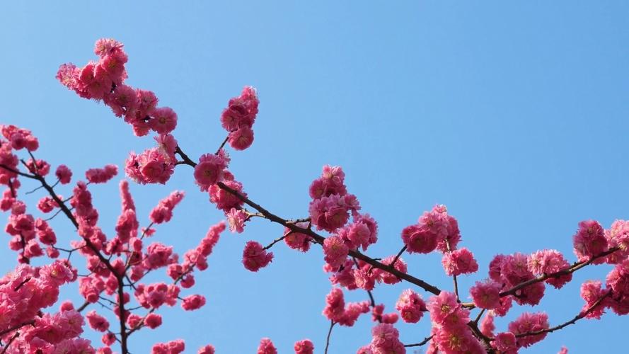 樱花秀游戏截图