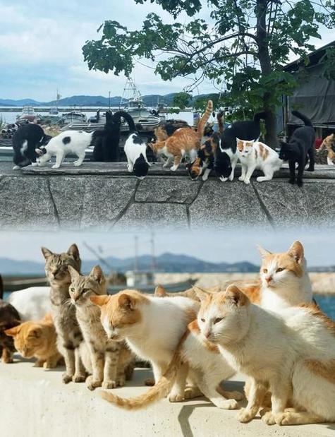 迷雾荒岛刷猫点位缩略图