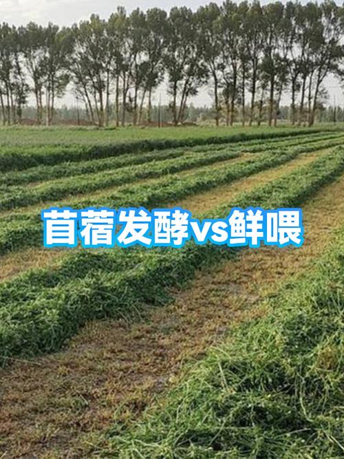 苜蓿的功效与作用