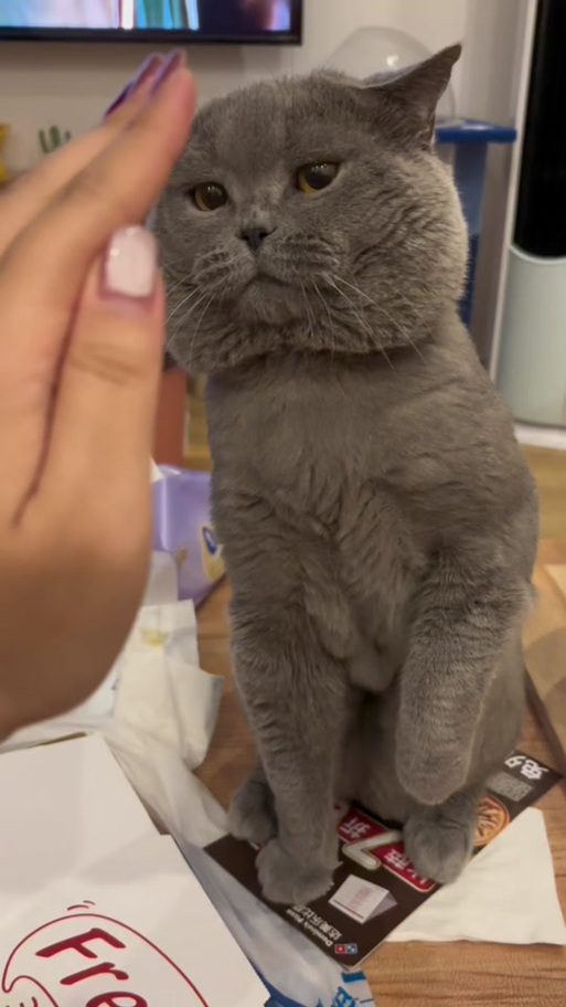 猫咪安装包缩略图