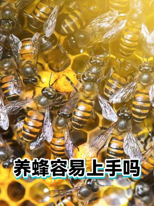 养蜂赚钱吗缩略图