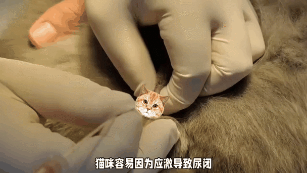 养猫现在赚钱吗图标
