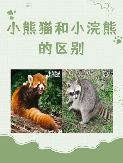 小熊猫和小浣熊的区别缩略图
