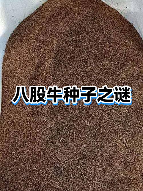 类似于种子3之类的游戏游戏截图