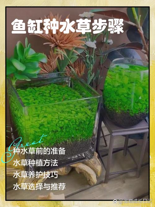 鱼缸水草种植方法图标