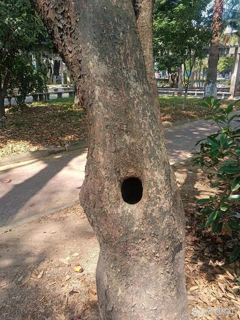 小树洞游戏截图