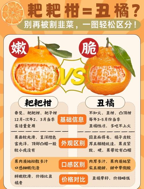 橘子英文orange