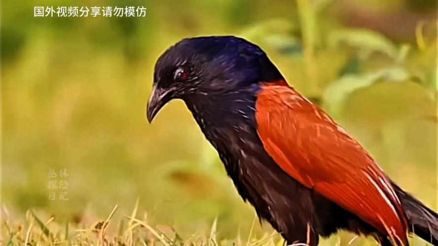 像鸭又像鹅叫zhi的家禽图标