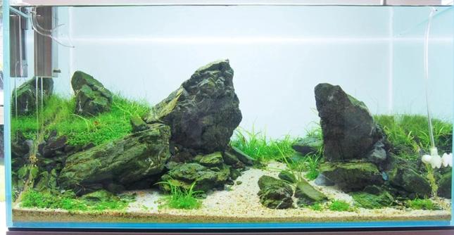 鱼缸贴黑色背景纸怎么样缩略图