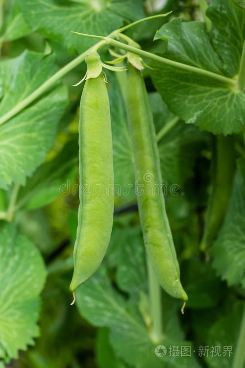 大豌豆荚豌豆荚游戏截图