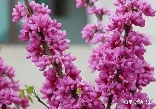 紫荆读书游戏截图