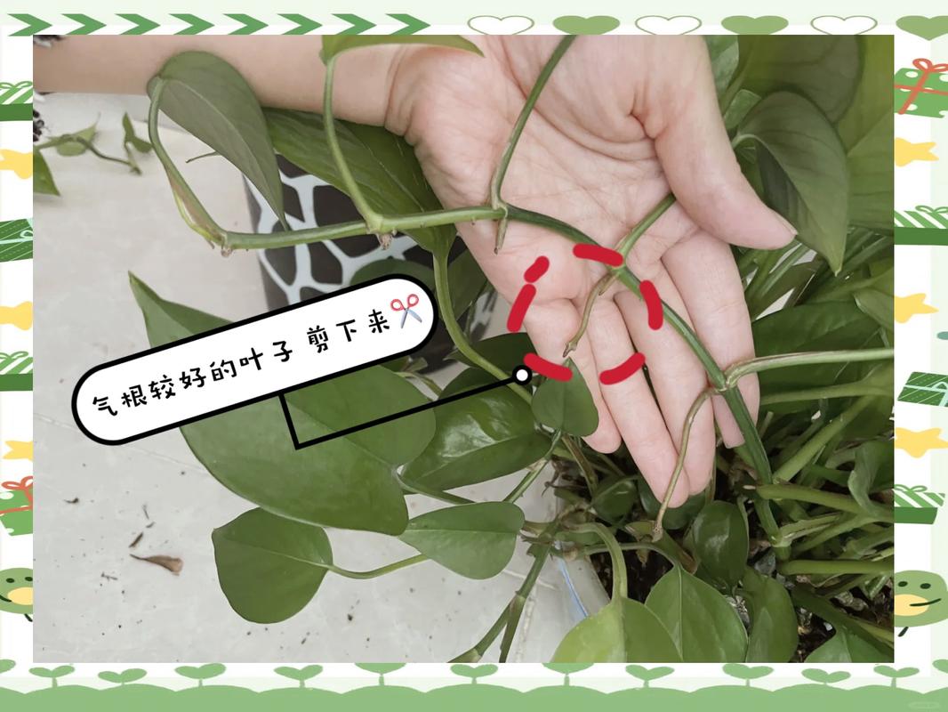 家庭绿萝水培根系修剪