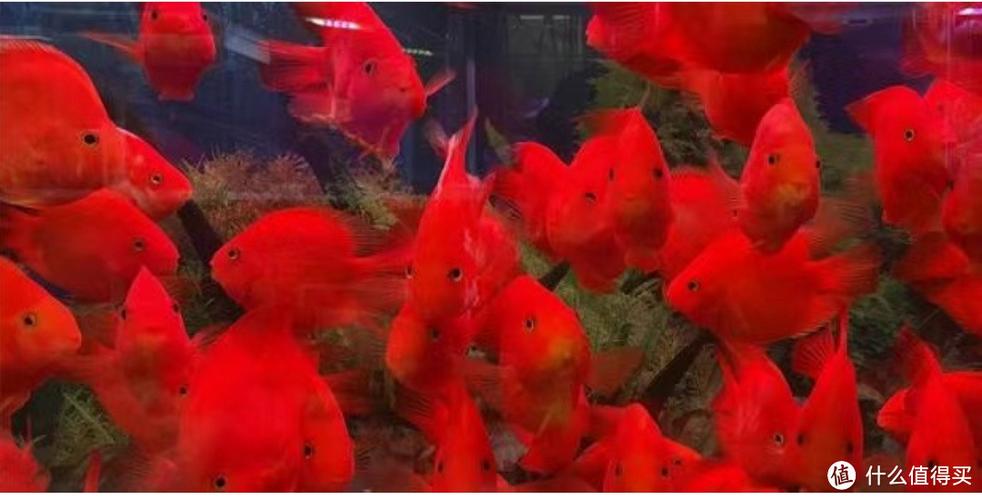 养红鹦鹉鱼几天换一次水