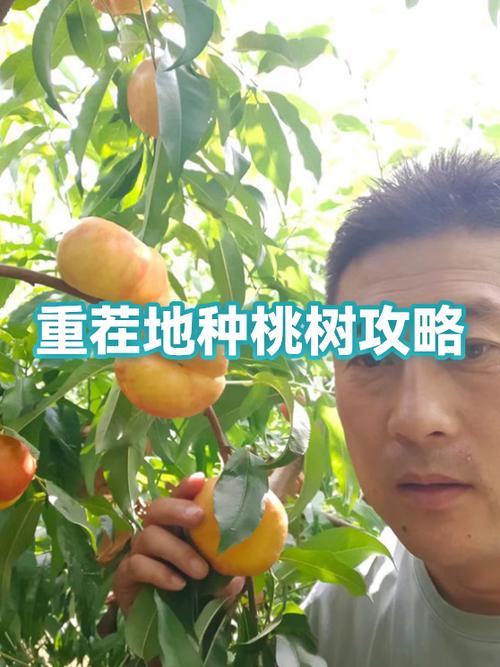 重茬地再种桃树怎么办