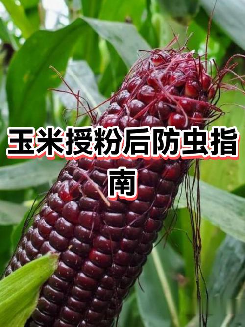 红蜘蛛病毒编写图标