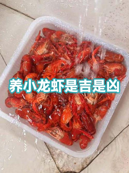 养小龙虾赚钱还是卖龙虾赚钱缩略图