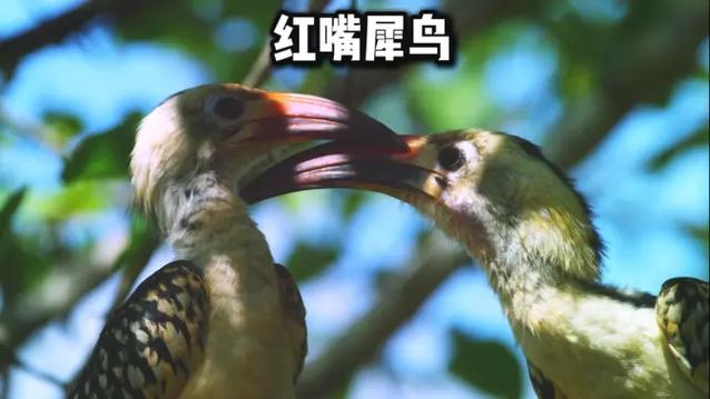 闯魔犀鸟